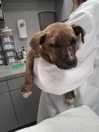 A baby medium-sized female Mixed Breed dog named Candy Land for adoption in Sevierville, TN