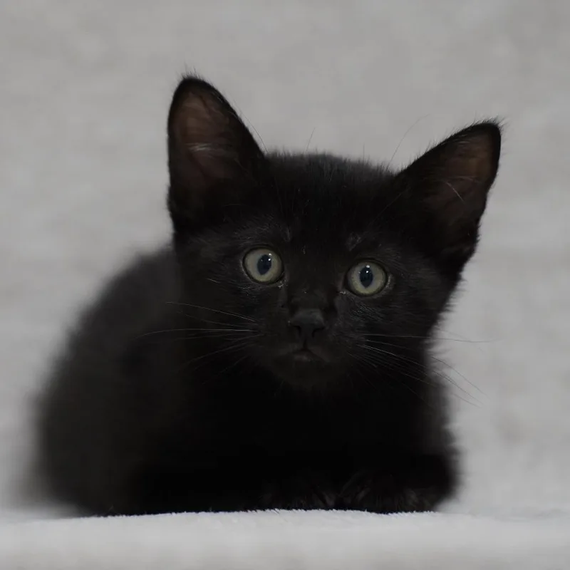 A baby small-sized male Black Domestic Short Hair cat named Sherbert for adoption in Sunnyvale, CA