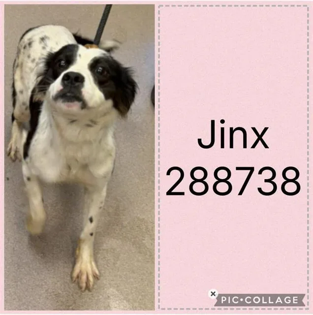 A young medium-sized female Australian Shepherd dog named Jinx for adoption in Macon, GA