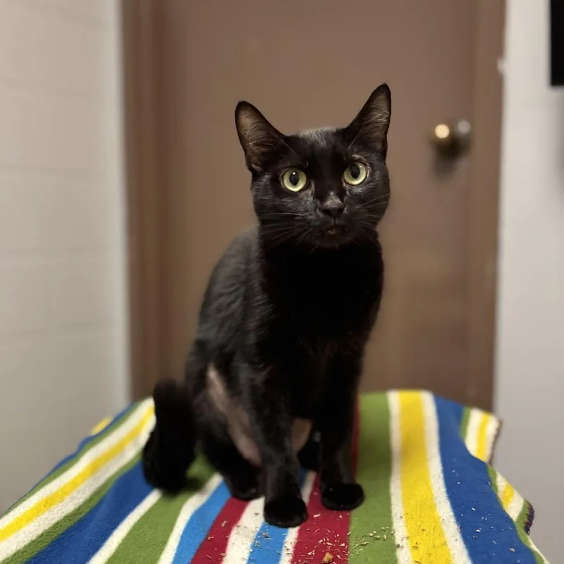 An adult medium-sized female Black Domestic Short Hair cat named Serenity for adoption in Fargo, ND