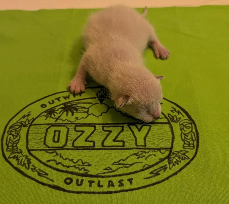 A baby small-sized male Domestic Short Hair cat named Ozzy for adoption in Saint George, UT