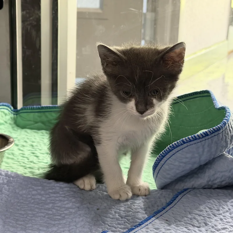 A young medium-sized female Gray & White Domestic Short Hair cat named Juney for adoption in Sherman, TX