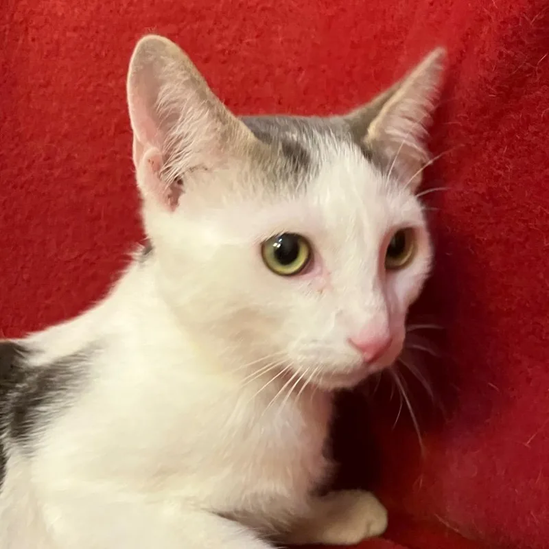A young small-sized male White Domestic Short Hair cat named Polo WV for adoption in Merrifield, VA