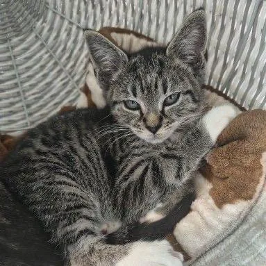 A baby small-sized female Gray / Blue / Silver Domestic Short Hair cat named Berry for adoption in Buffalo, MN