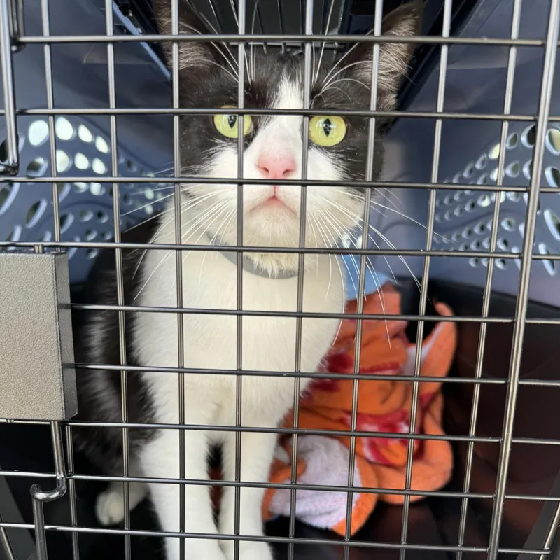 Daenerys thumbnail 3