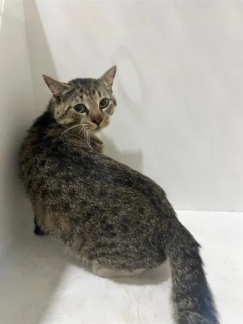 A young small-sized male Domestic Short Hair cat named Zim for adoption in Winter Haven, FL