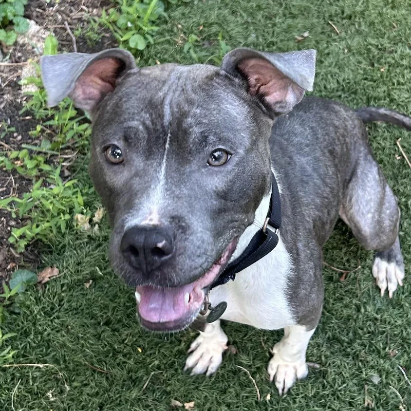 An adult medium-sized female Gray / Blue / Silver Mixed Breed dog named Kiwi for adoption in Oak Park, IL