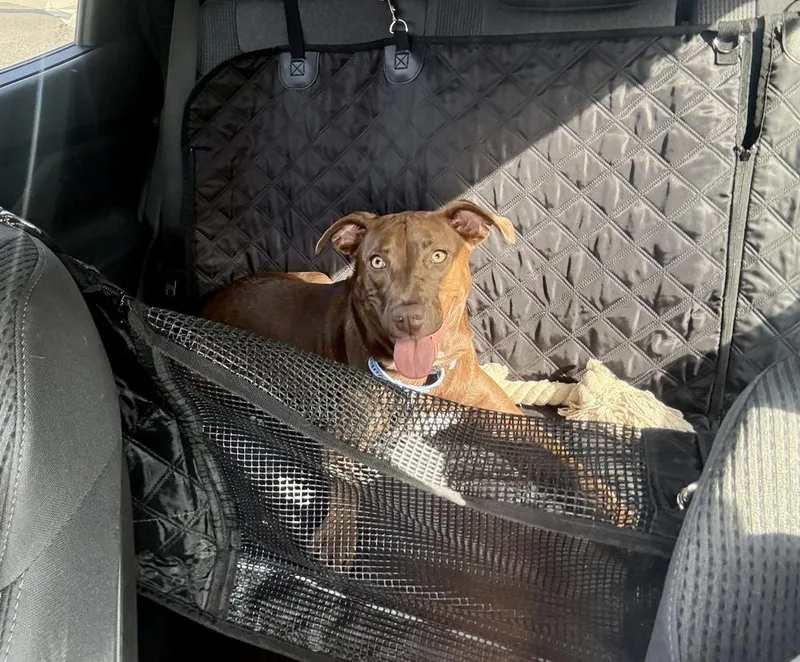 A baby large-sized female Brown / Chocolate Labrador Retriever dog named Reese for adoption in Greenlawn, NY