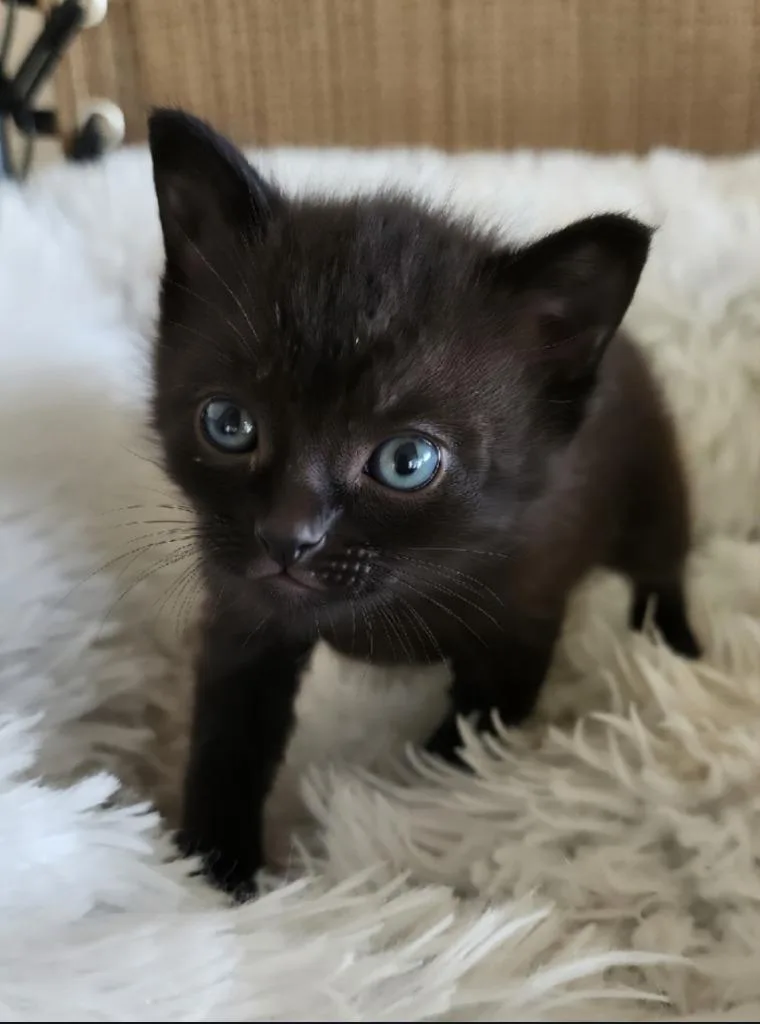 A baby small-sized female Domestic Short Hair cat named Morticia for adoption in San Jacinto, CA