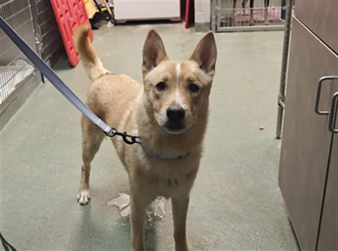 A young medium-sized male Mixed Breed dog named Kelvin for adoption in Santa Fe, NM
