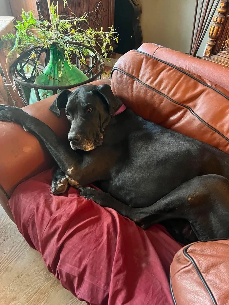 An adult extra large-sized male Black Great Dane dog named Moose for adoption in Aspen, CO