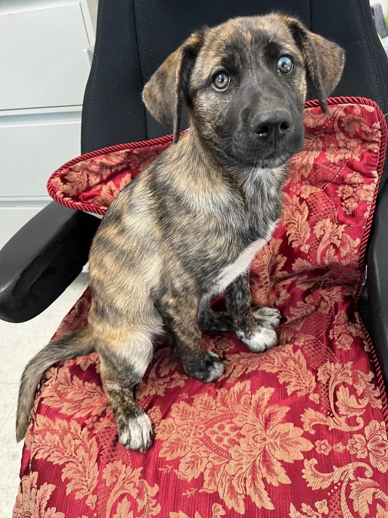 A baby medium-sized female German Shepherd Dog dog named Cami for adoption in Mount Gilead, NC