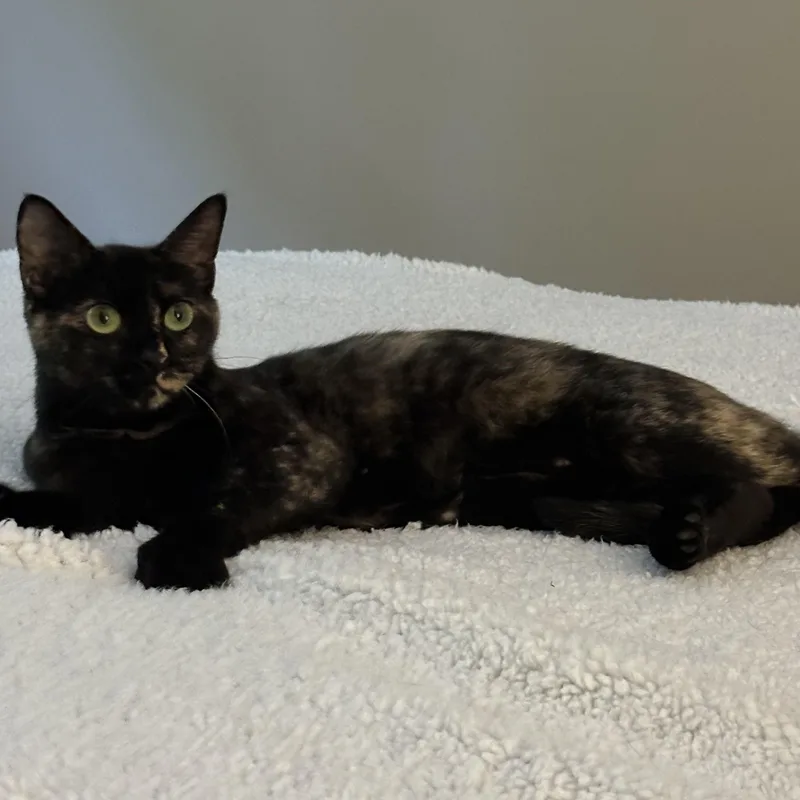 Saffron Adult Female Tortie