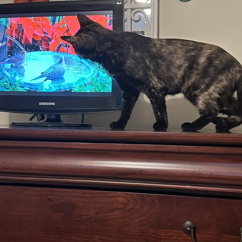 Saffron Adult Female Tortie thumbnail 2