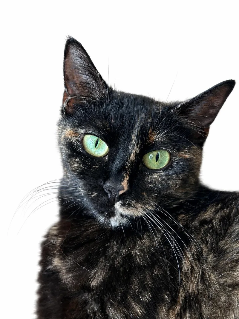 Saffron Adult Female Tortie thumbnail 4
