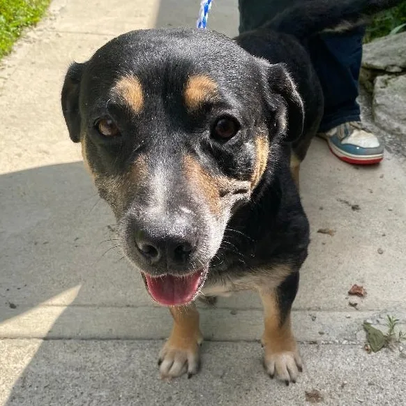 A young medium-sized male Beagle dog named Flynn for adoption in Spencer, IN