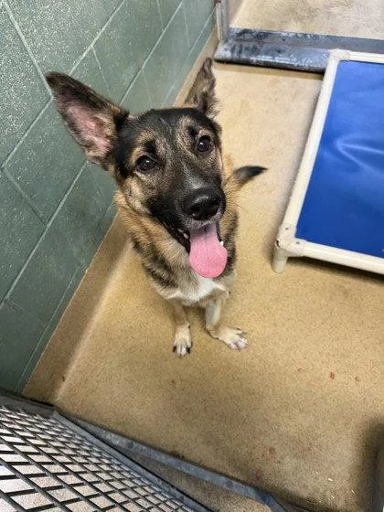 A young medium-sized male Shepherd dog named Escalon for adoption in Oakland, CA
