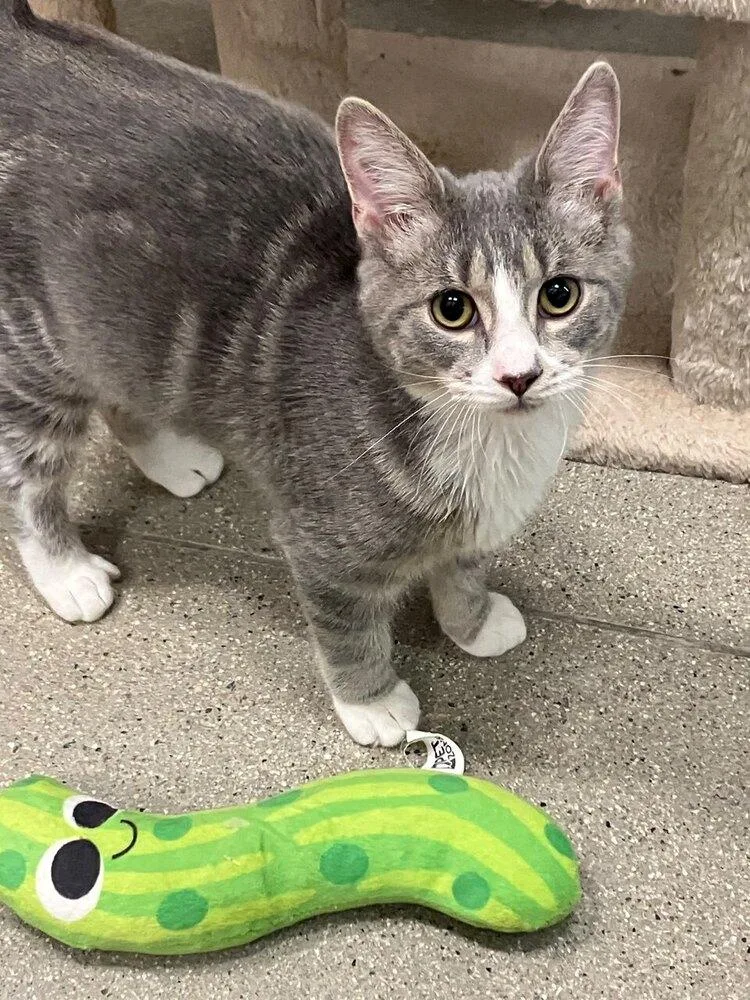 A baby small-sized female Gray / Blue / Silver Domestic Short Hair cat named Nena for adoption in Hudson, NH