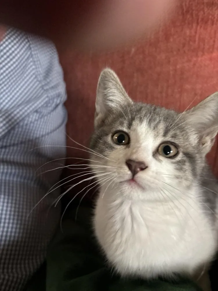 A baby small-sized female Gray & White Domestic Short Hair cat named Parmesan Garlic for adoption in Dallas, TX
