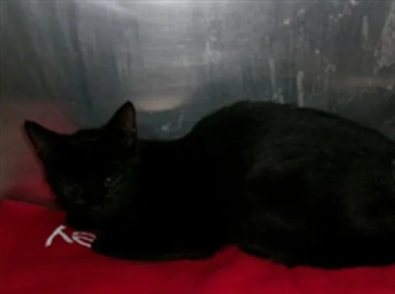 A young medium-sized female Domestic Short Hair cat named Dina for adoption in Van Nuys, CA