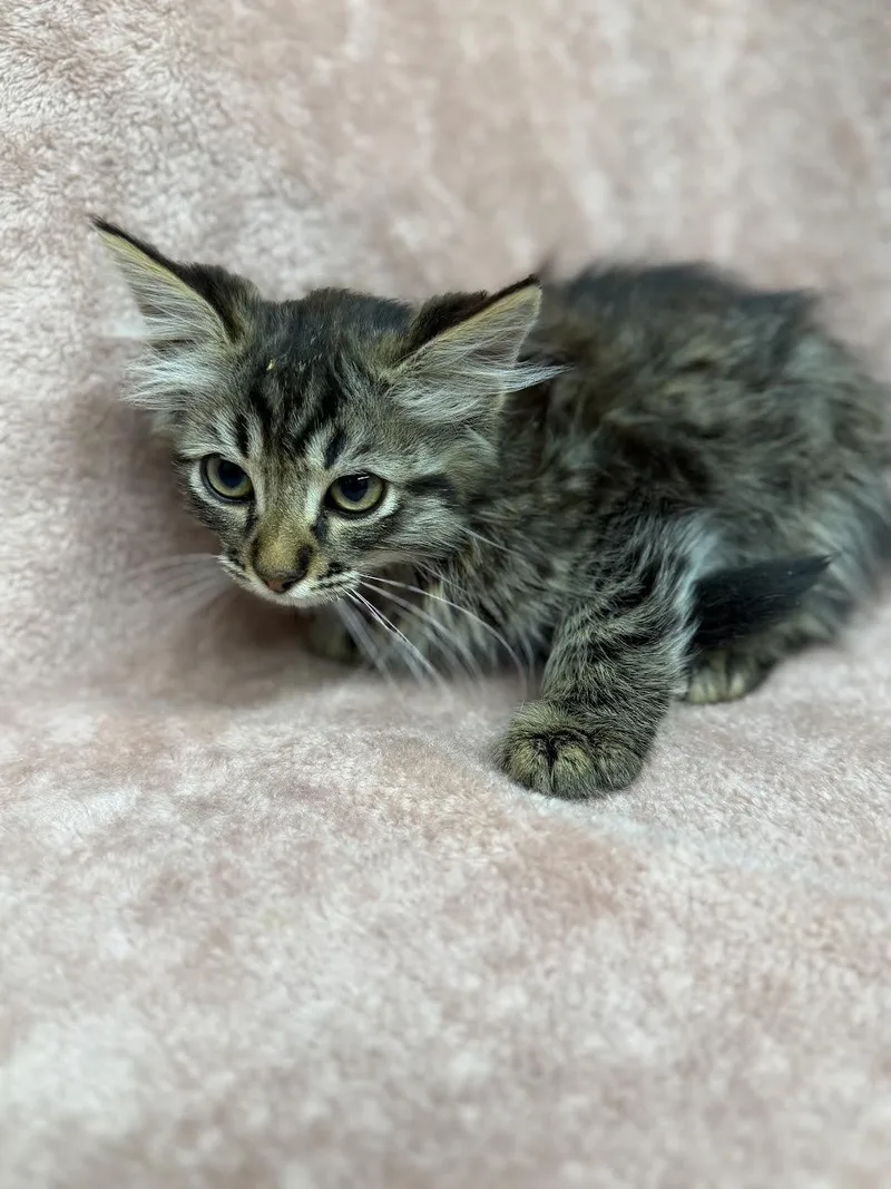 A young small-sized male Tabby (Brown / Chocolate) Domestic Medium Hair cat named Max for adoption in Oakdale, CA