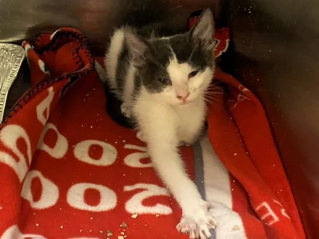 A baby small-sized female Domestic Short Hair cat named Calypso for adoption in Tustin, CA
