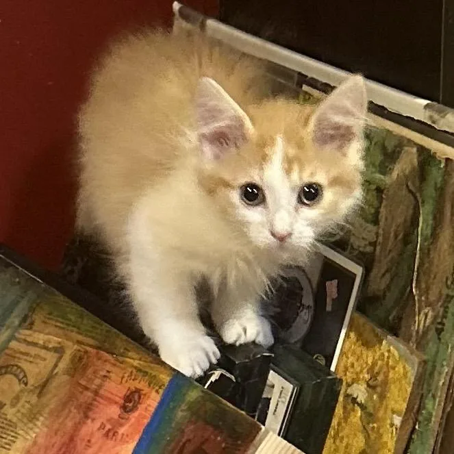 A baby small-sized male Orange / Red Domestic Long Hair cat named Cutie for adoption in Philadelphia, PA