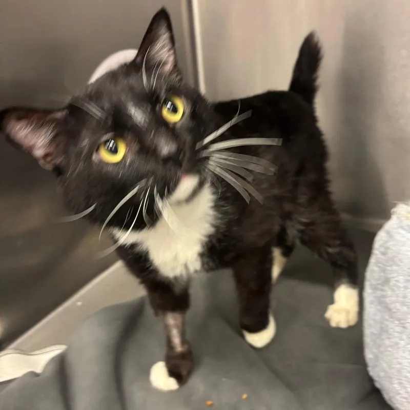 A senior large-sized male Black Domestic Short Hair cat named Bandit for adoption in Los Angeles, CA