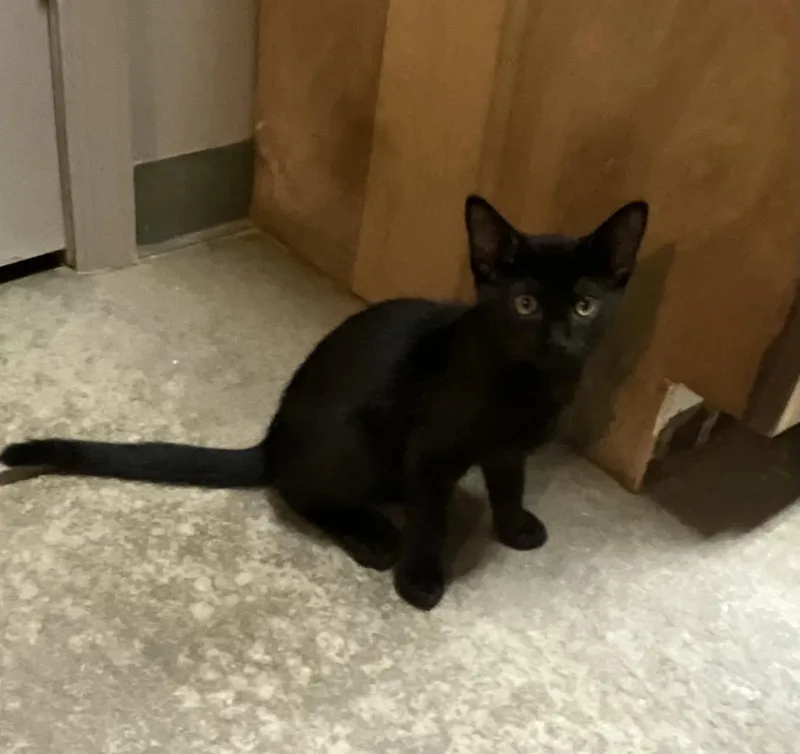 A baby medium-sized male Black Domestic Short Hair cat named Rocket for adoption in Avonmore, PA