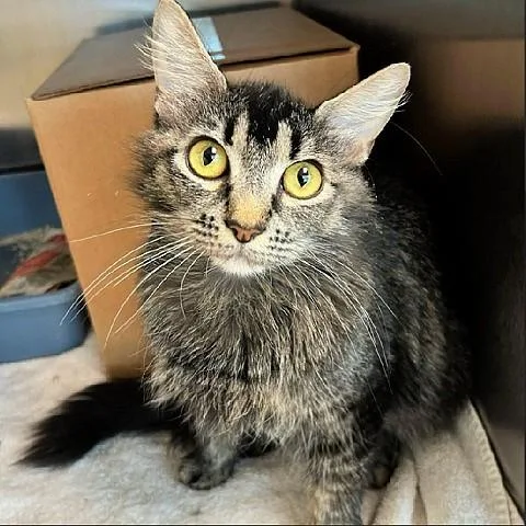 An adult medium-sized female Tabby (Brown / Chocolate) Tabby cat named Barbie for adoption in Salt Lake City, UT
