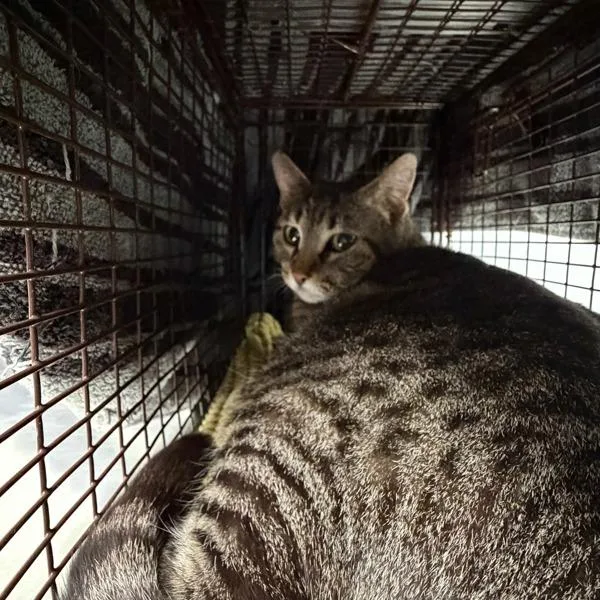 An adult medium-sized female Domestic Short Hair cat named Magnolia for adoption in Des Moines, IA