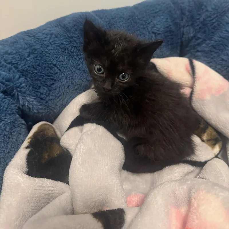 A baby small-sized female Black Tuxedo cat named Bacon for adoption in Bayonne, NJ