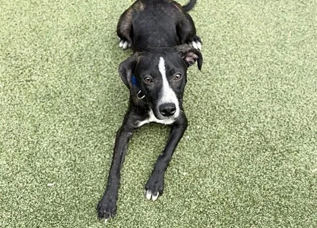 A young small-sized female Pit Bull Terrier dog named Annabeth for adoption in Saint Louis, MO