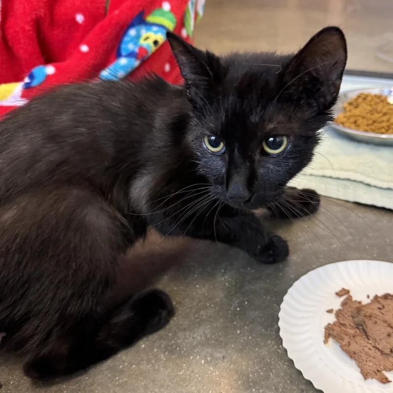A young small-sized male Black Domestic Short Hair cat named Pita for adoption in Fort Wayne, IN