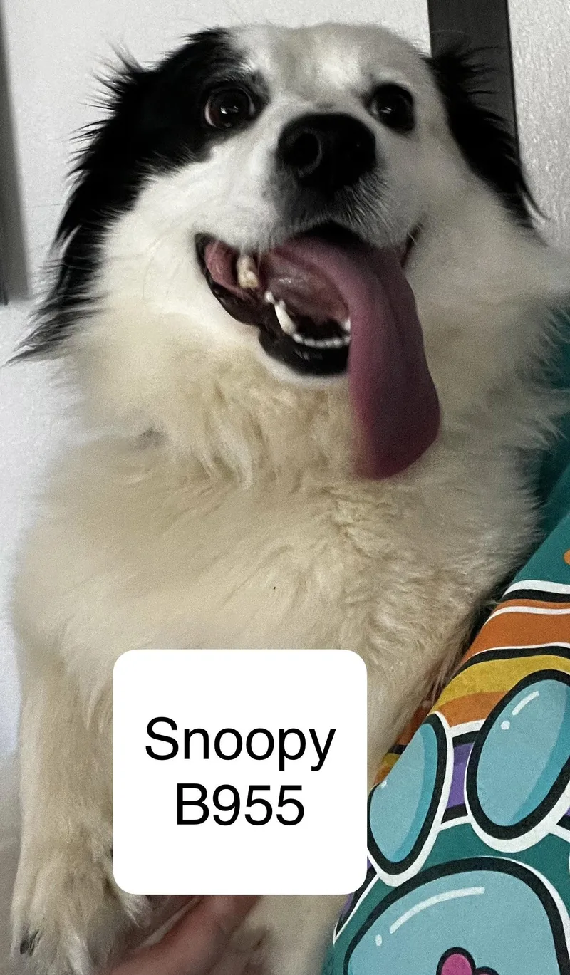 Snoopy