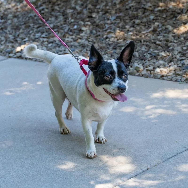 An adult small-sized female White / Cream French Bulldog dog named Mabel for adoption in Albuquerque, NM