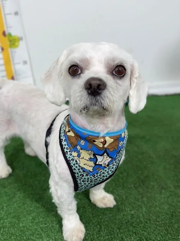 An adult small-sized male White / Cream Lhasa Apso dog named Bonbon for adoption in Carlsbad, CA