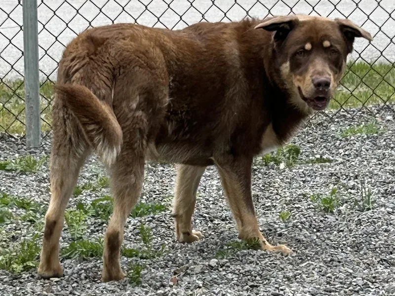 A young medium-sized male Mixed Breed dog named Walter for adoption in Kellogg, ID