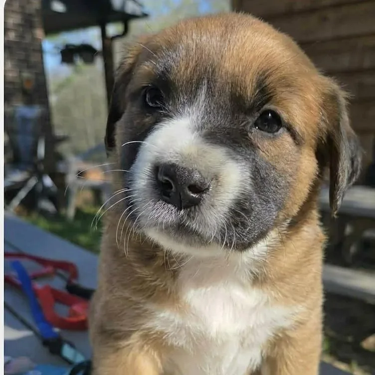 A baby medium-sized female Tricolor (Brown, Black, & White) Mixed Breed dog named Lilly for adoption in Schenectady, NY