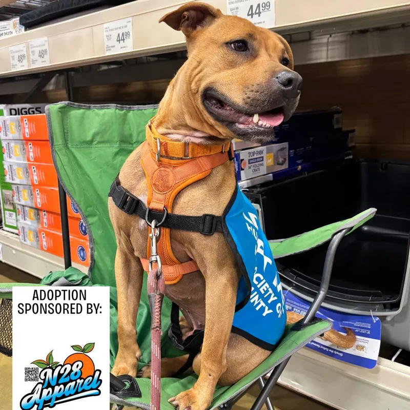 An adult medium-sized male Yellow / Tan / Blond / Fawn Mixed Breed dog named Dutton for adoption in Hamilton, GA