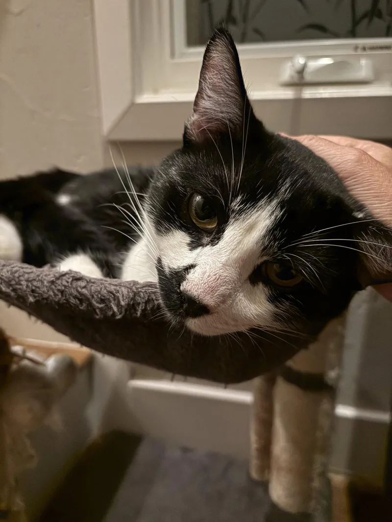 A young medium-sized male Domestic Medium Hair cat named Pepper for adoption in San Jose, CA