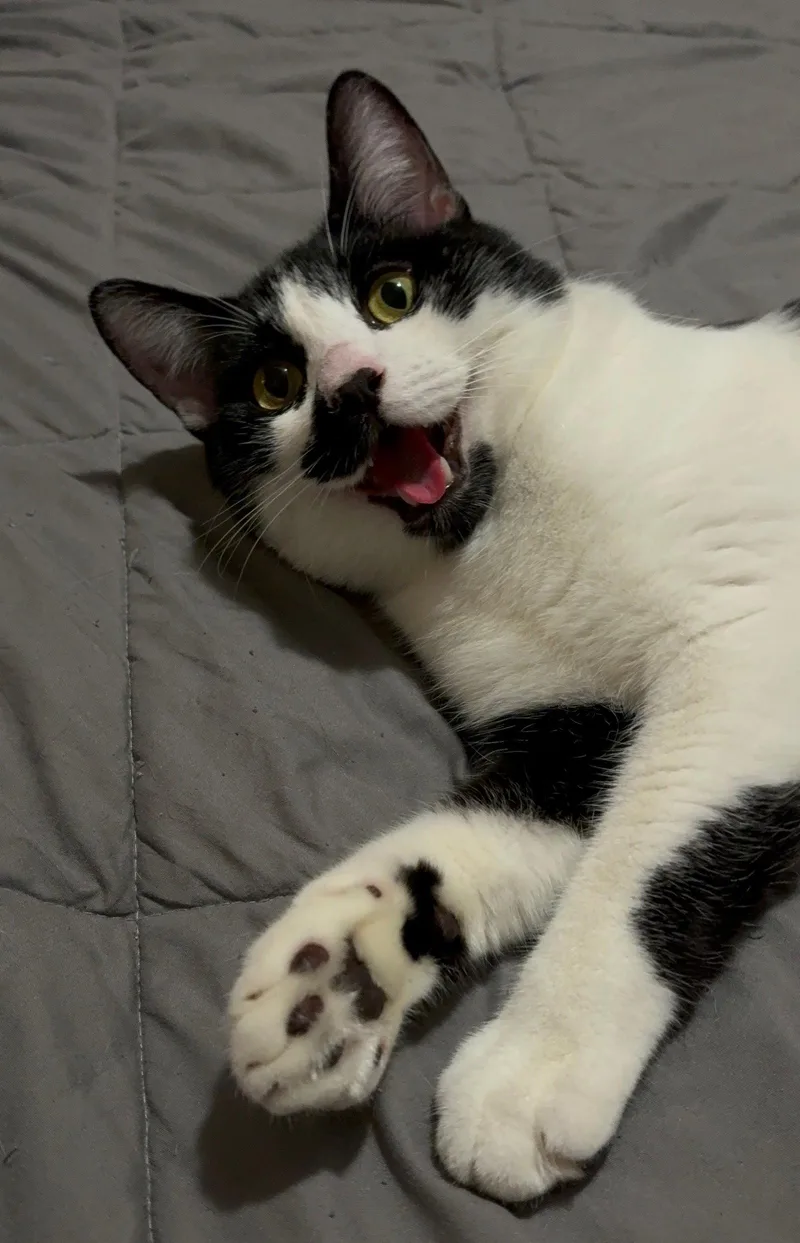 Pepper thumbnail 3