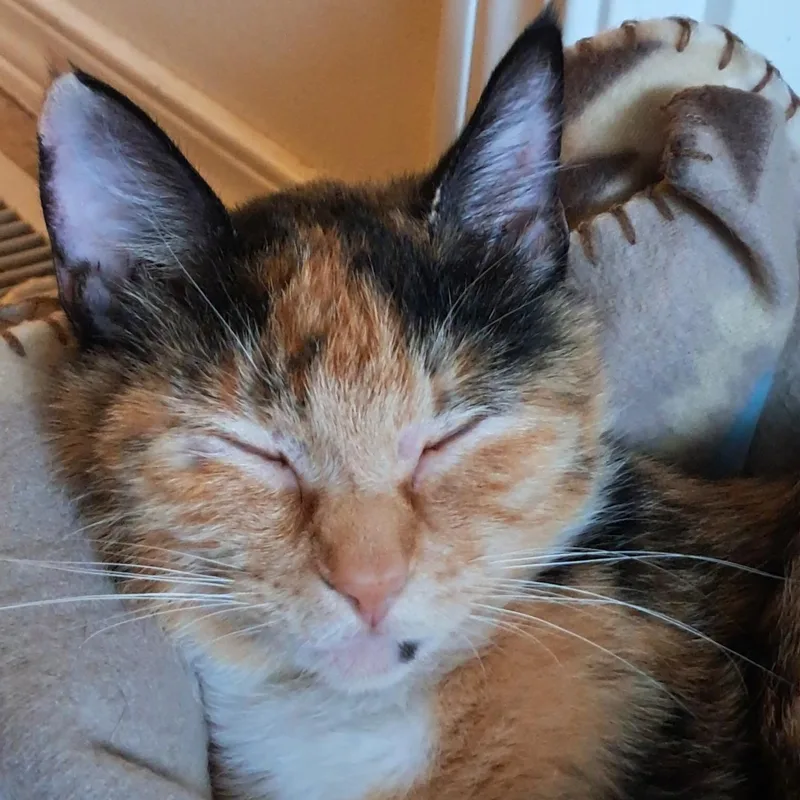 A young medium-sized female Calico Domestic Short Hair cat named Biscuits for adoption in Renton , WA