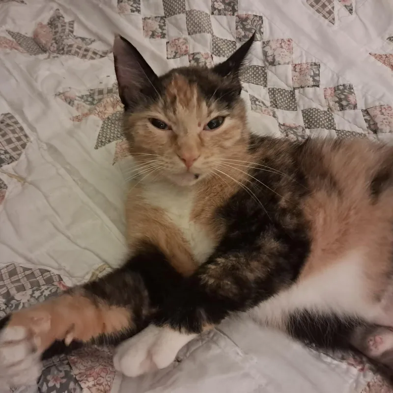 Biscuits thumbnail 2