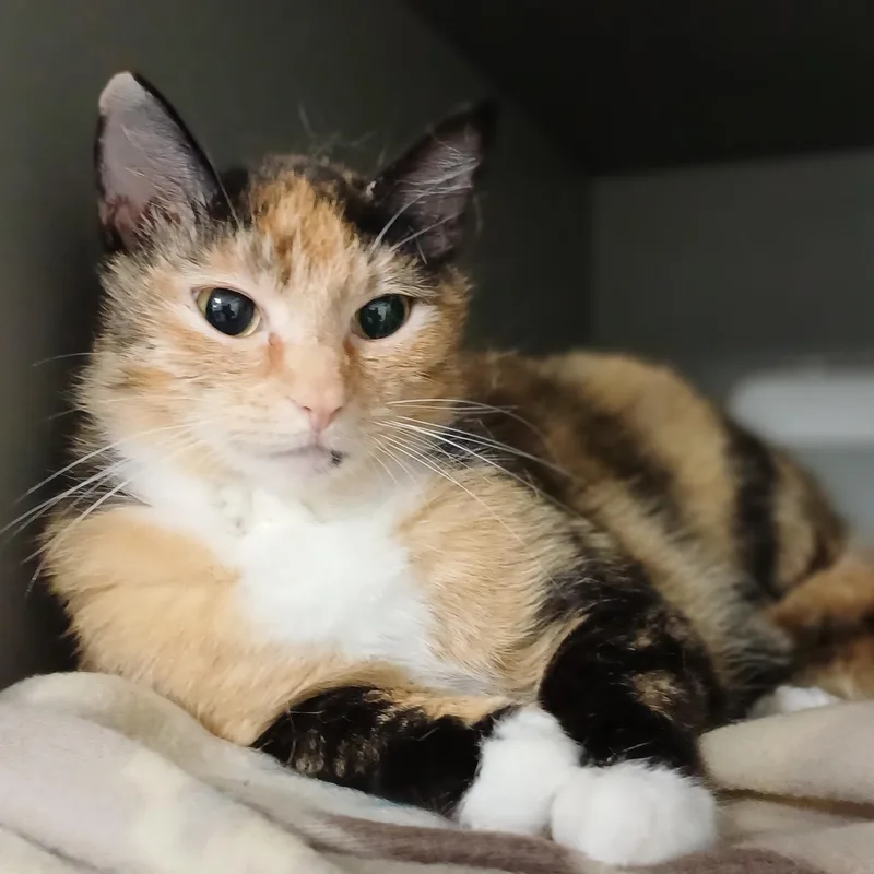Biscuits thumbnail 3