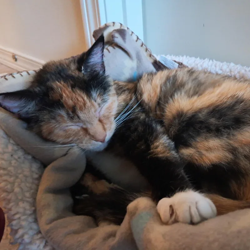 Biscuits thumbnail 4