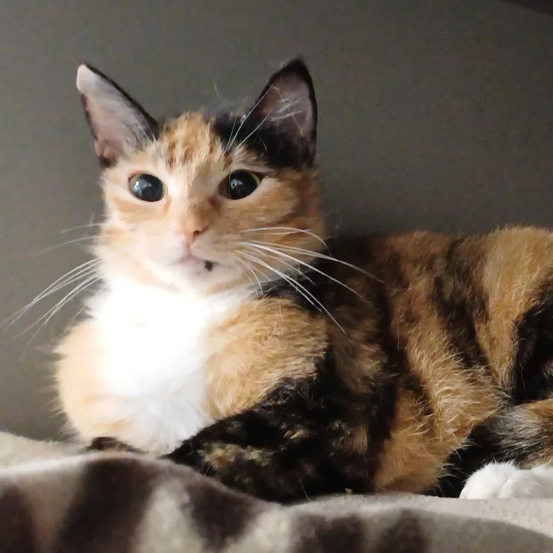 Biscuits thumbnail 5