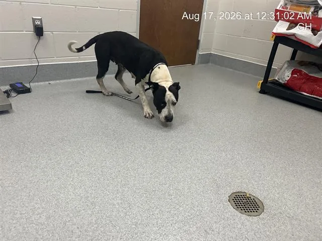 An adult large-sized female Pit Bull Terrier dog named Marbles for adoption in Ocala, FL