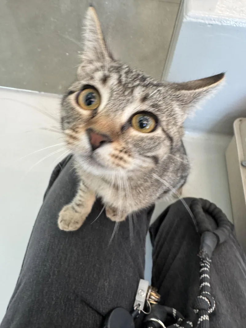 A baby small-sized female Domestic Short Hair cat named Alex for adoption in Chico, CA