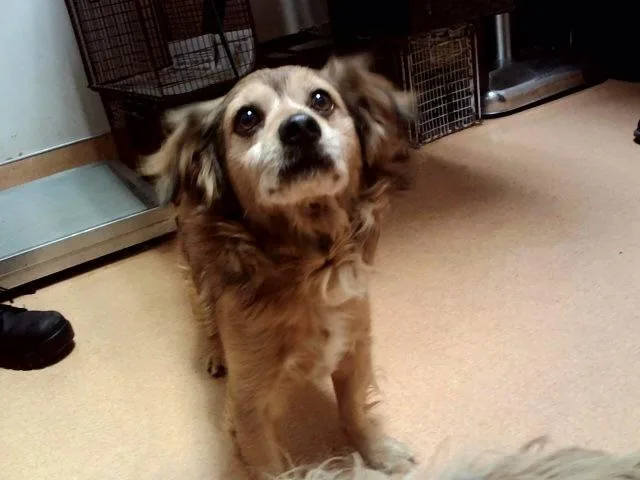 An adult small-sized male Terrier dog named Ben for adoption in Martinez, CA